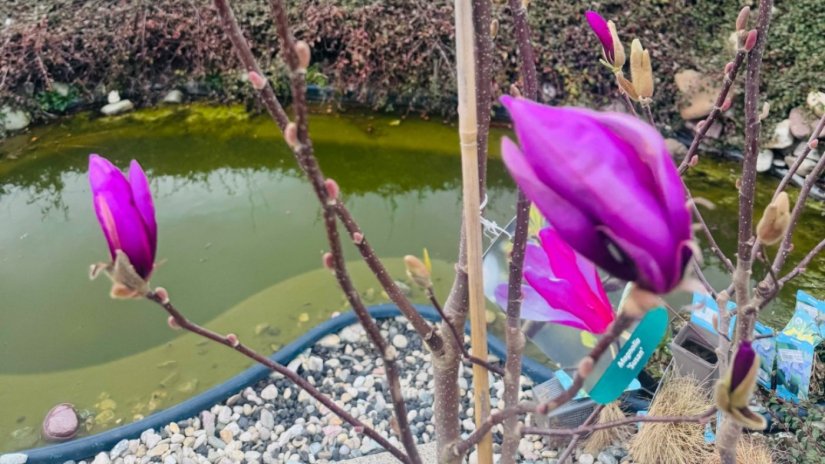 Sretni dobitnik/ca magnolije, povodom prvog rođendana Vrtnog centra Iva u Nedeljancu, je...