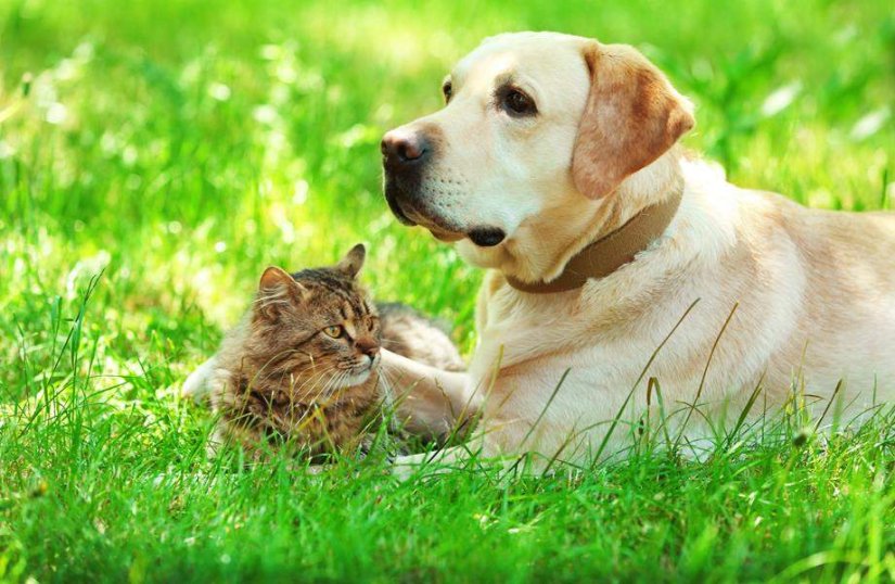 Grad Lepoglava sufinancira sterilizaciju i kastraciju kućnih ljubimaca