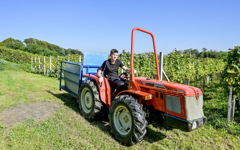 Kako za&scaron;tititi vinograde i druge nasade pogođene tučom da ne bi do&scaron;lo do razvoja bolesti