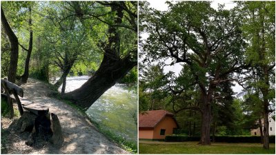 Općina Mali Bukovec ima dva kandidata za Stablo godine 2026.