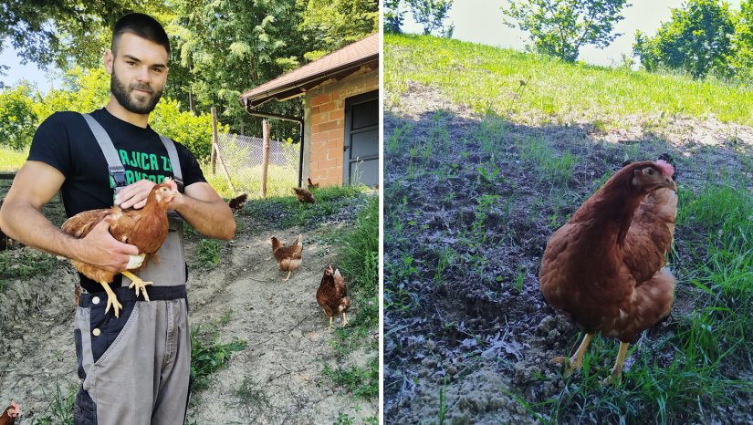 S farme Jakopović stižu jaja sretnih koka