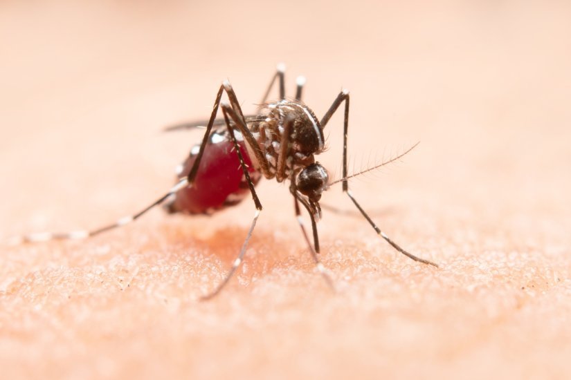 Adulticidna dezinsekcija komaraca u centru Varaždina