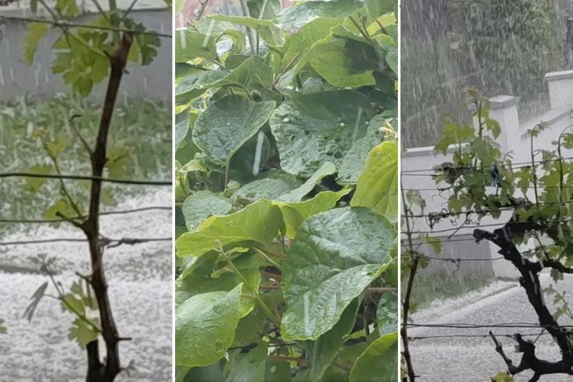 KAKO PROTIV TUČE Osiguranje kultura ili za&scaron;tita, ali - koja?