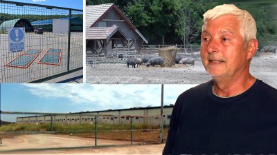 Lozić: Sve na&scaron;e svinje, njih vi&scaron;e od tisuću, su zdrave, a prijevoz u Kelemen smo - prijavili!