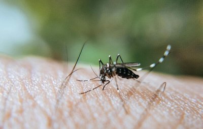 VARAŽDIN Za petak najavljena adulticidna dezinsekcija komaraca u Kućanima i Zbelavi