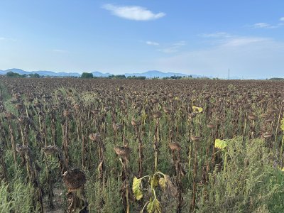 Progla&scaron;ena prirodna nepogoda zbog su&scaron;e za područje općina Vinica i Petrijanec
