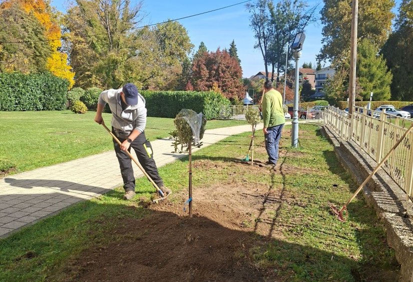 Stare nasade zamijenili mladi kuglasti javori i grmovi fotinije