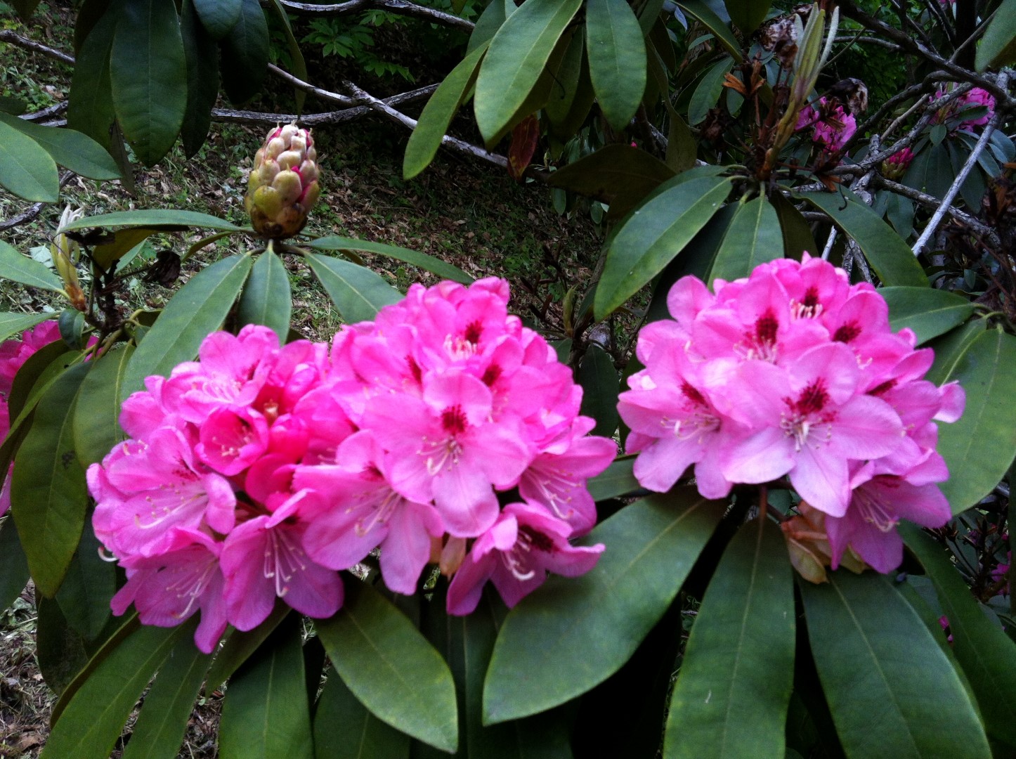 tjedan_botanickih_vrtova_2022_Rhododendron_arboretum_opeka.jpg