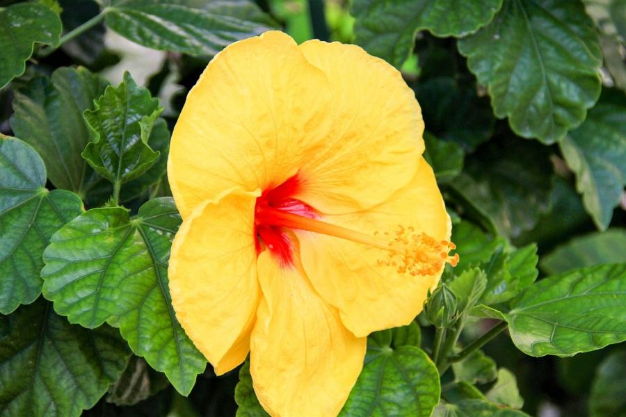 hibiscus-g5d94cab77_1280.jpg