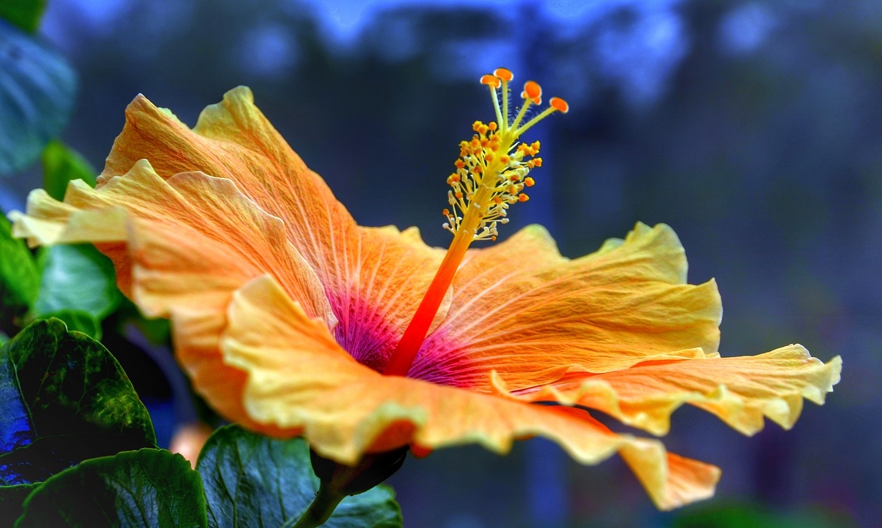 hibiscus-gef0cdb148_1280.jpg