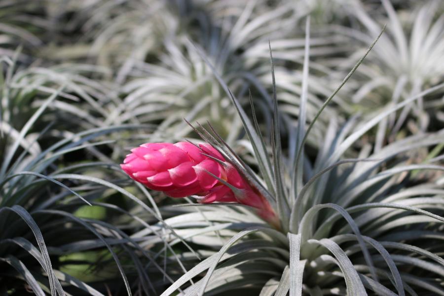 tillandsia-cotton-gb4909128e_1920.jpg