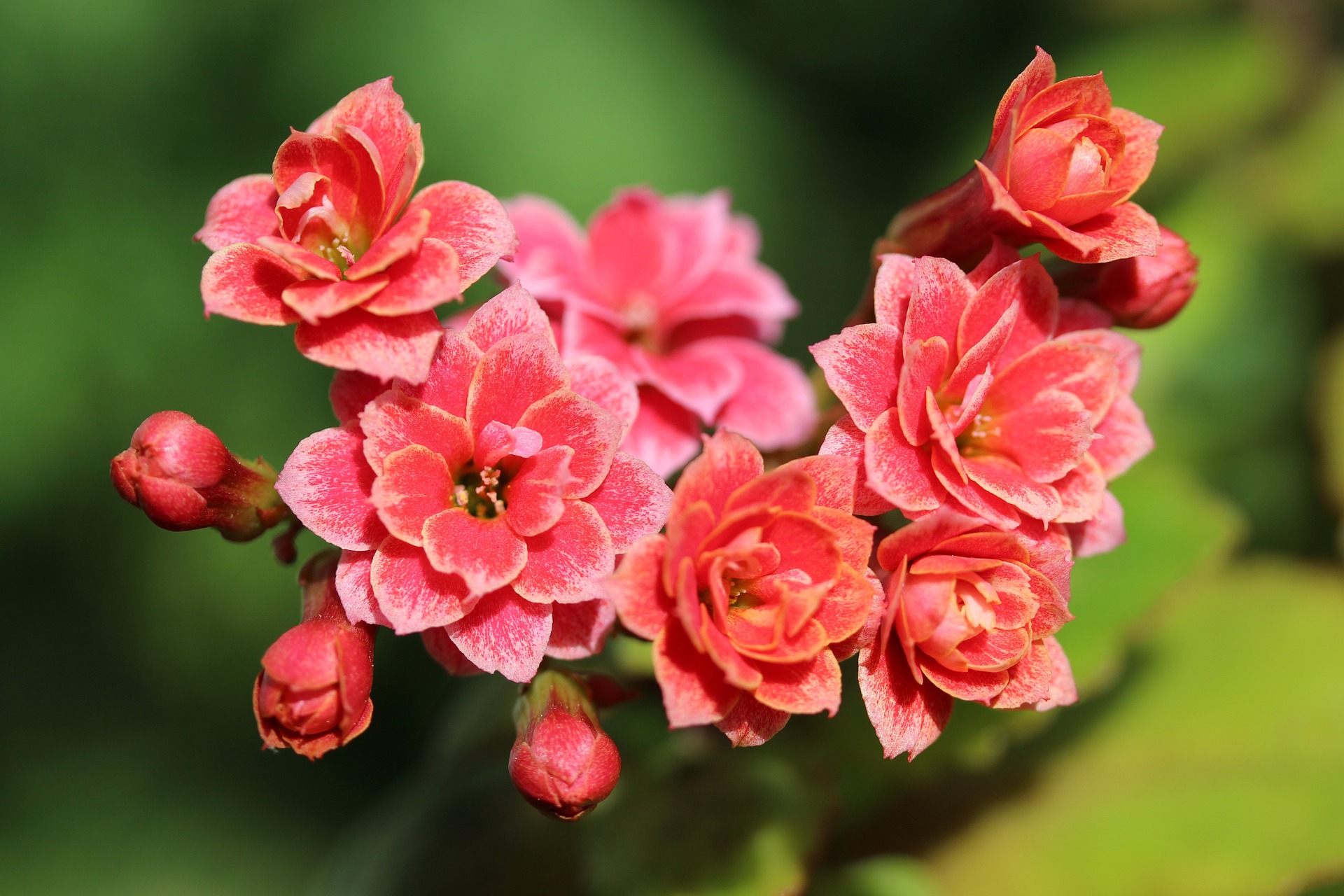 kalanchoe-gbe9de49cc_1920.jpg