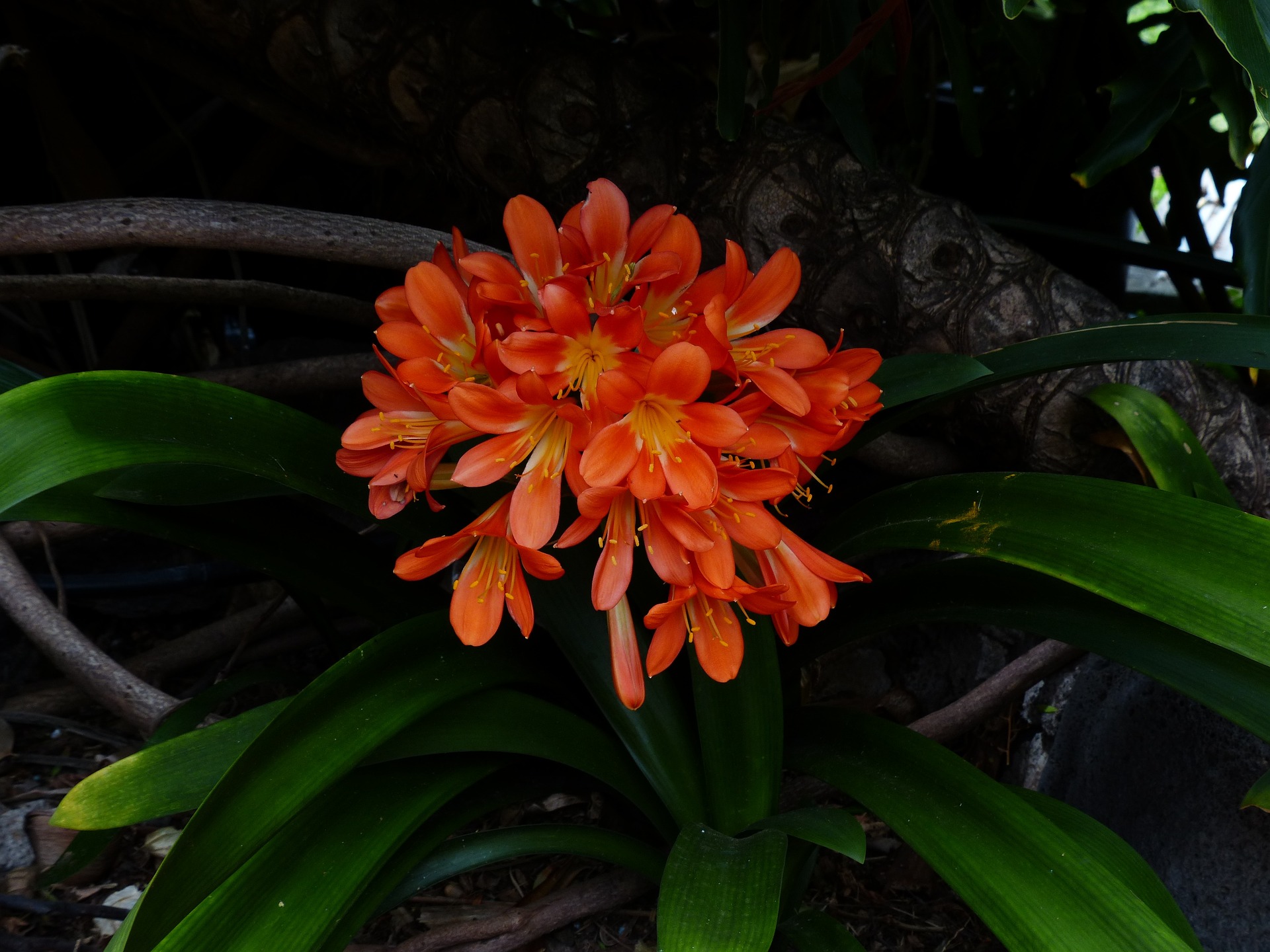 klivie-g187f68315_1920.jpg