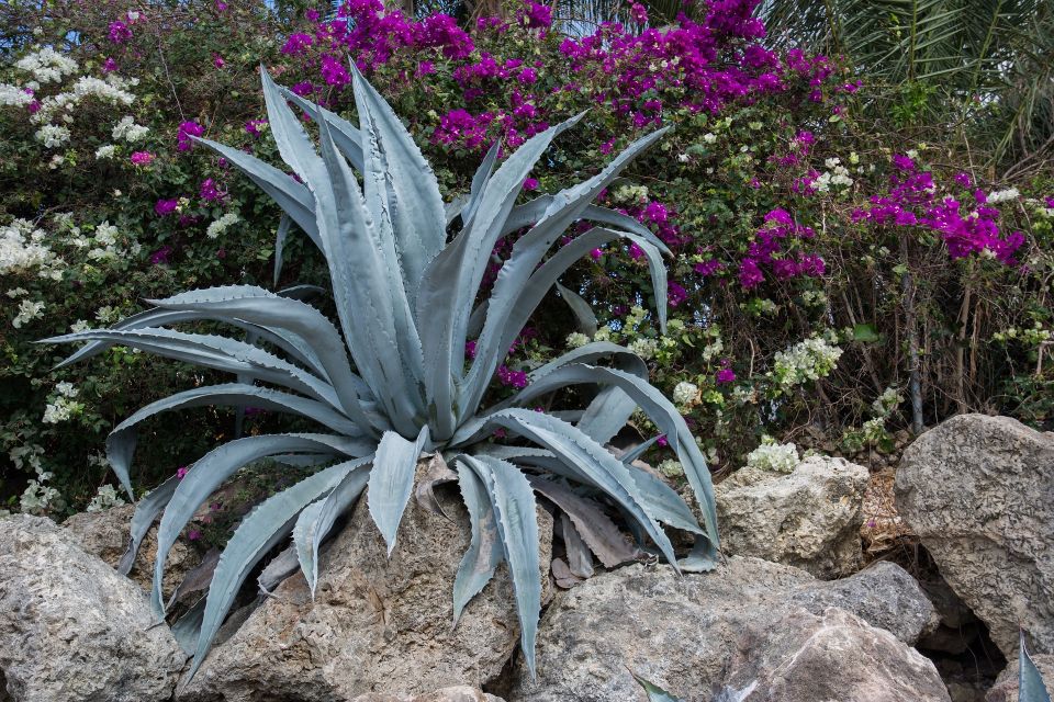 succulent-g4a8f3c7d9_1920_1.jpg