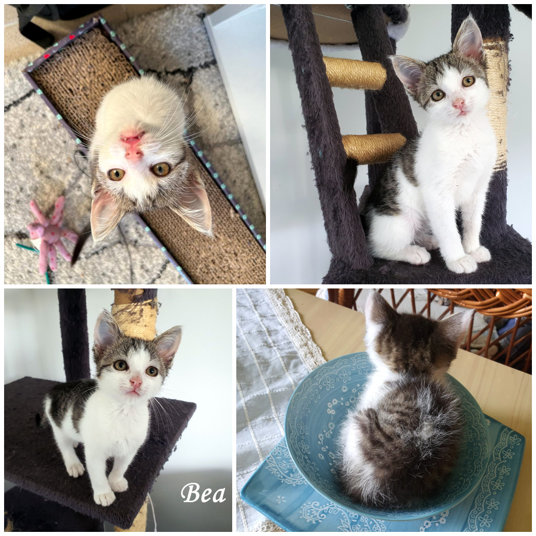 bea.jpg