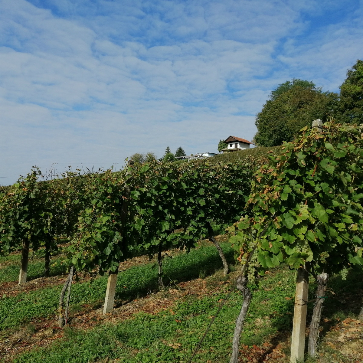 predavanje_rotary_klimatske_promjene_vinogradarstvo_najava_26042024_1.jpg