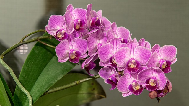 phalaenopsis-4783574_640.jpg
