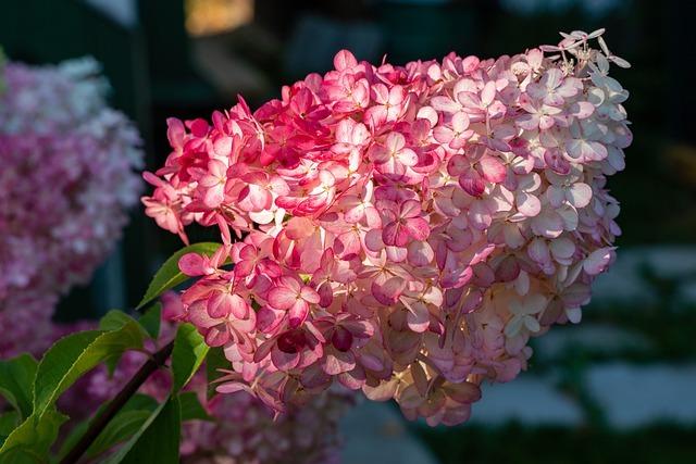 flowers-5607053_640-fraise-melba.jpg