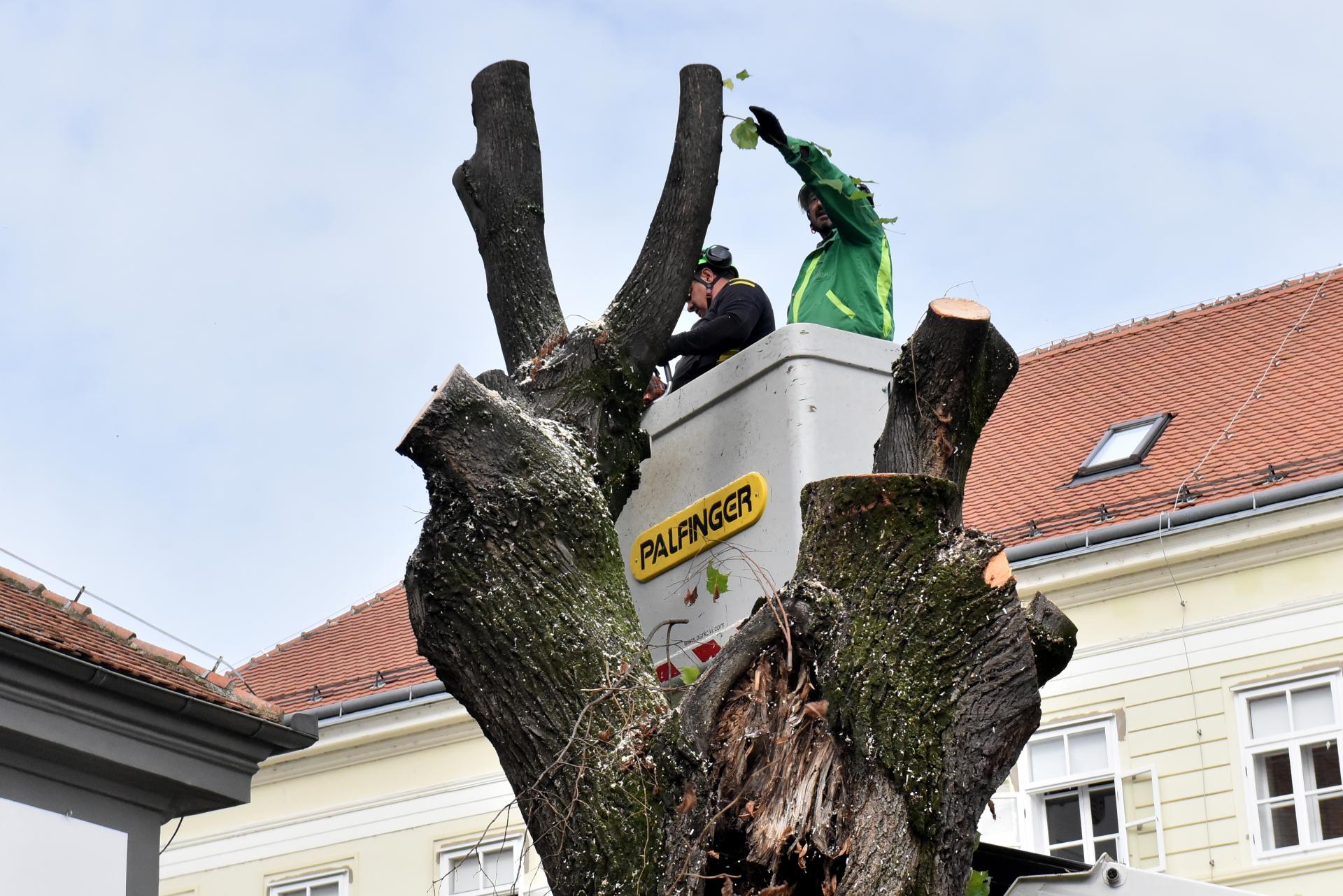 trg_slobode_varazdin_rusenje_lipa_06102025_4.jpg