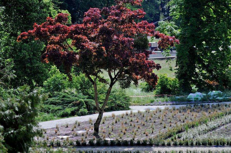 Arboretum_Opeka_1.jpg